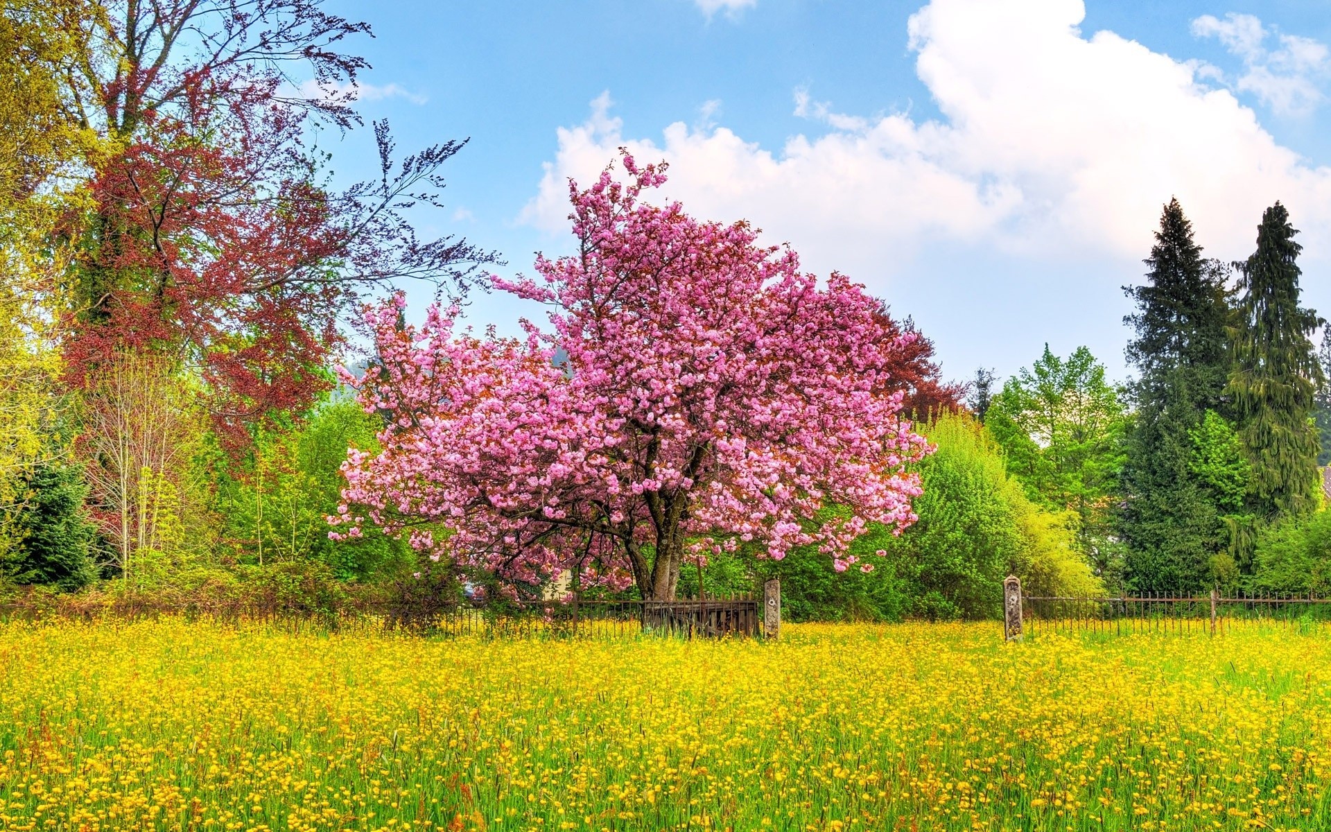 landscapes tree nature landscape season outdoors flower park summer hayfield grass flora fair weather leaf field sunny blue sky wood rural branch springtime