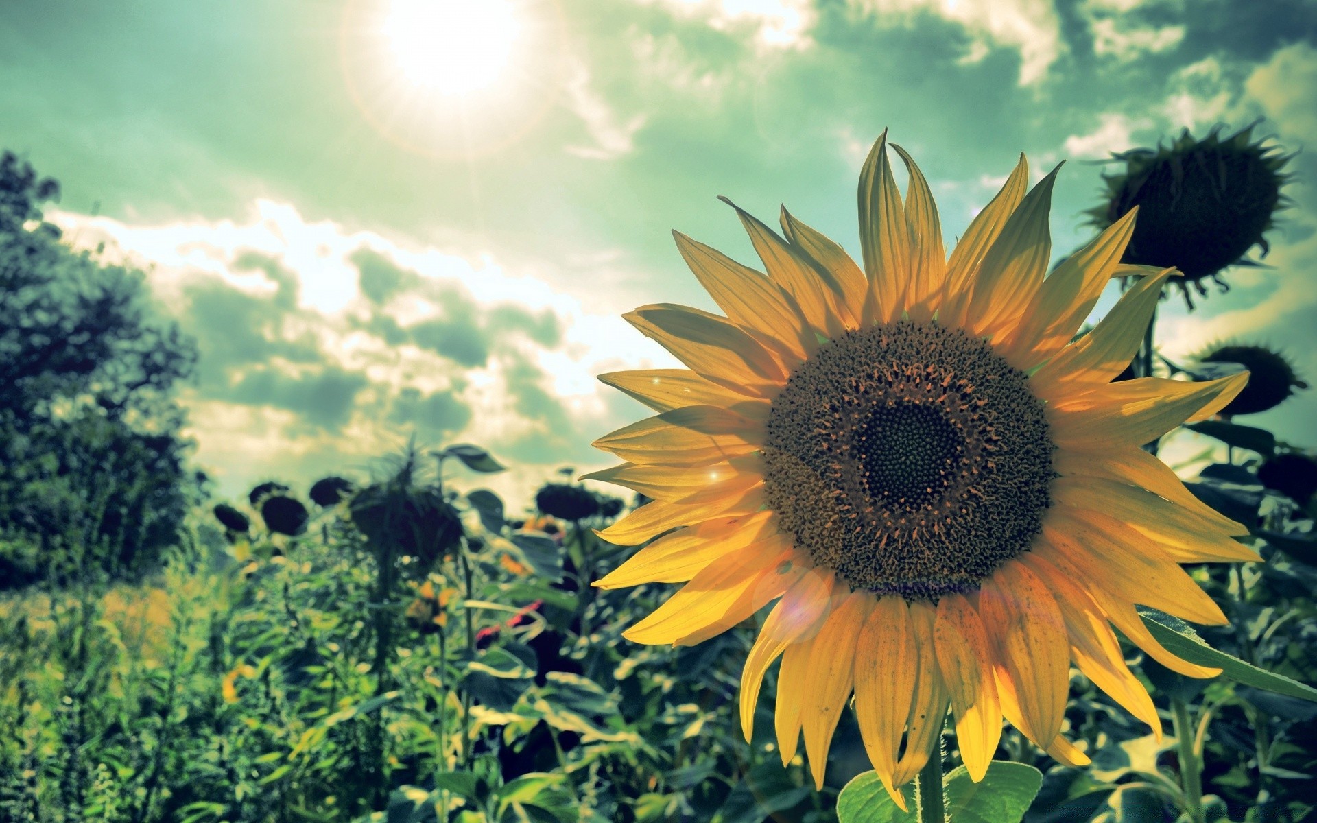 paesaggio natura estate flora fiore sole campo luminoso rurale girasole foglia all aperto bello bel tempo crescita fieno giardino