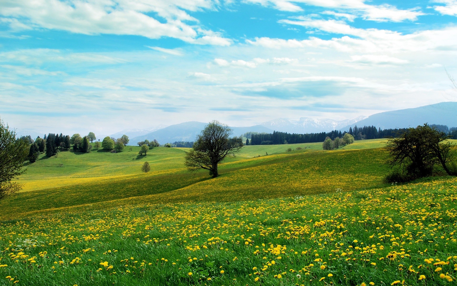 landscapes landscape hayfield grass field rural nature countryside summer sky flower outdoors agriculture tree grassland farm flora scenic season sight