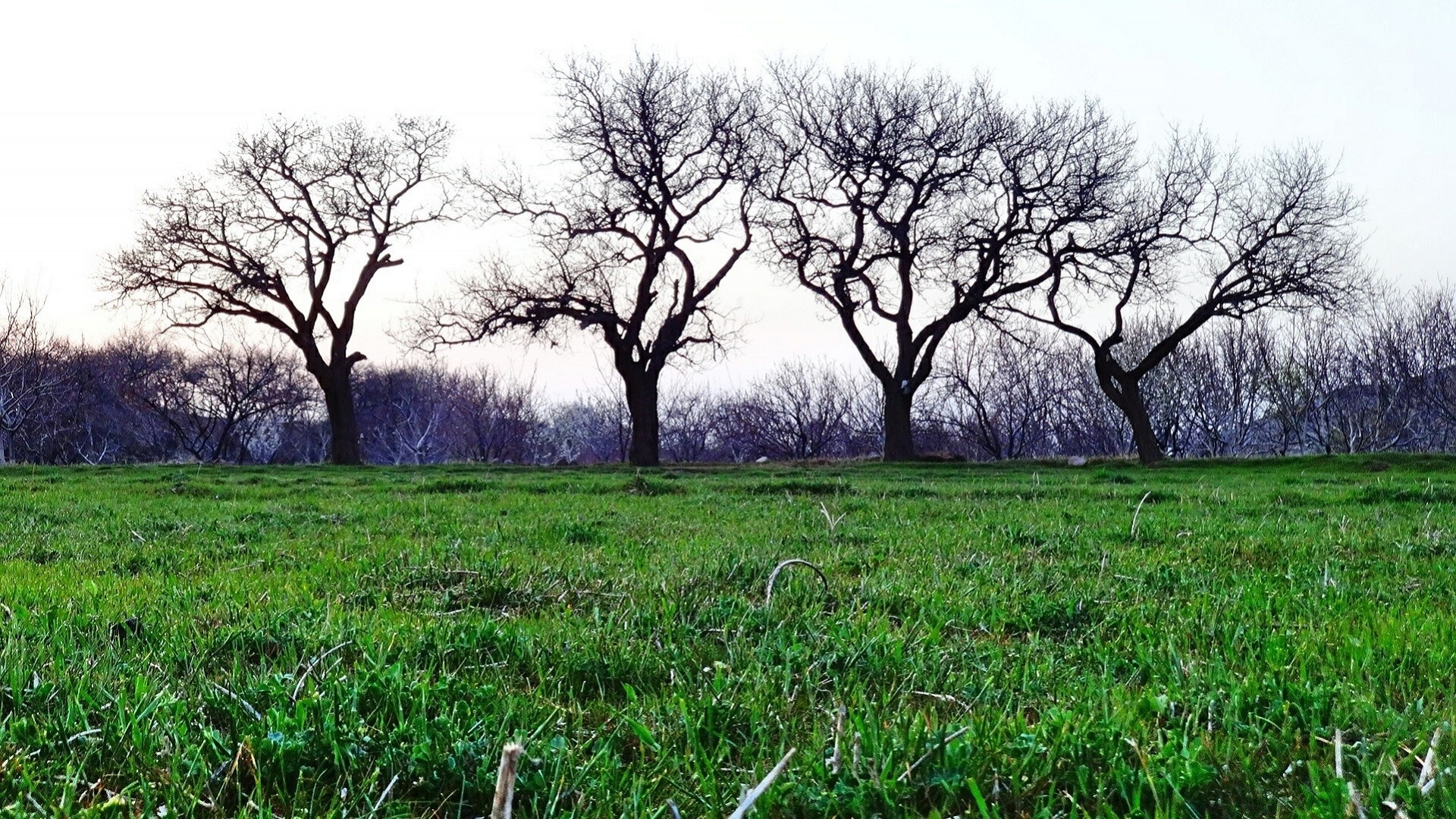 landschaft landschaft baum natur gras umwelt eiche holz saison zweig heuhaufen feld szene flora landschaft idylle boden blatt landschaft dämmerung landschaftlich