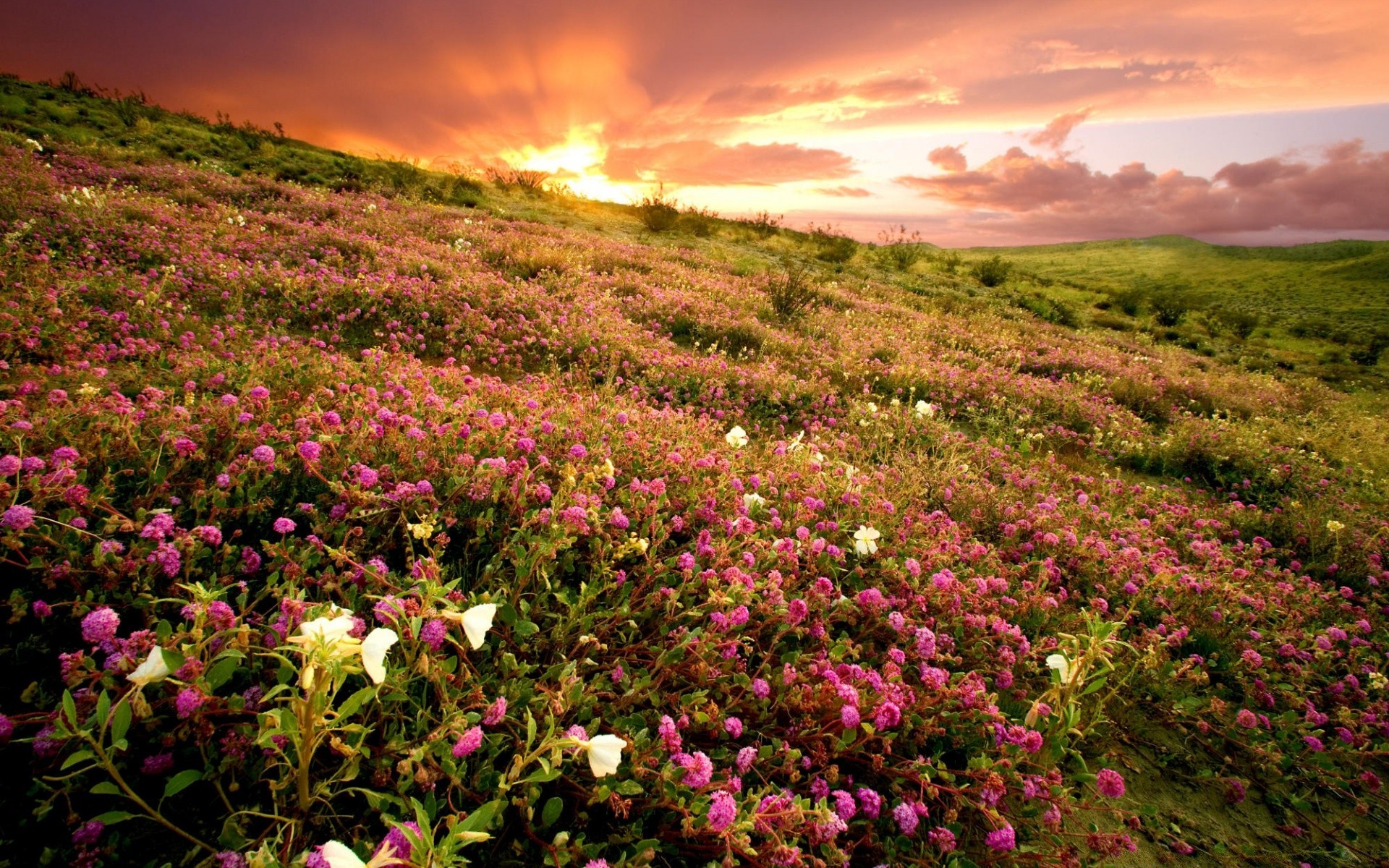 landscapes landscape nature flower summer outdoors hayfield dawn field sun fair weather flora grass grassland sight sunset scenic mountain sky rural