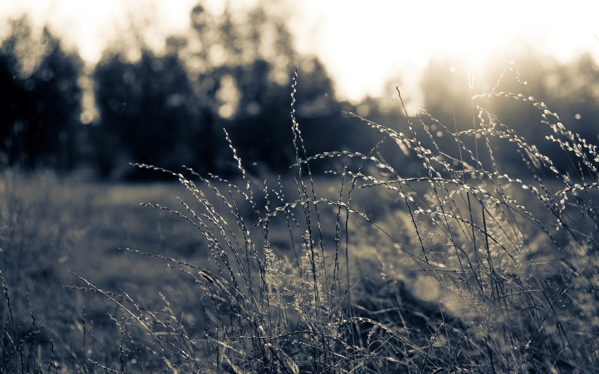 landschaft dämmerung natur landschaft sonne monochrom feld gras gutes wetter sonnenuntergang dof tau himmel im freien sommer blume licht herbst schnee flora