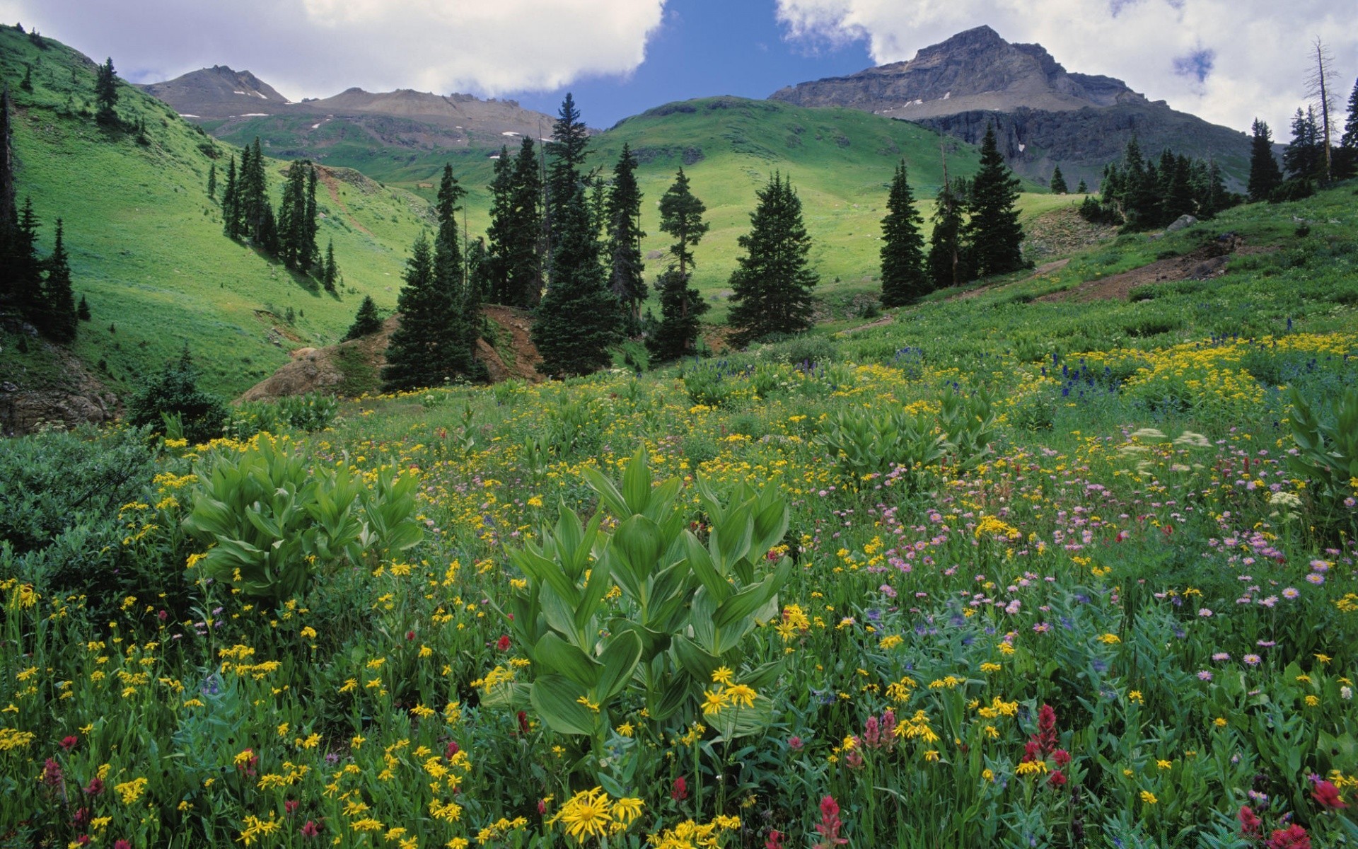 landscapes landscape nature mountain flower outdoors hayfield summer scenic grass wood travel tree sight sky hill rural field grassland valley