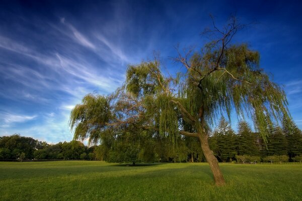 A lonely tree in the middle of a field