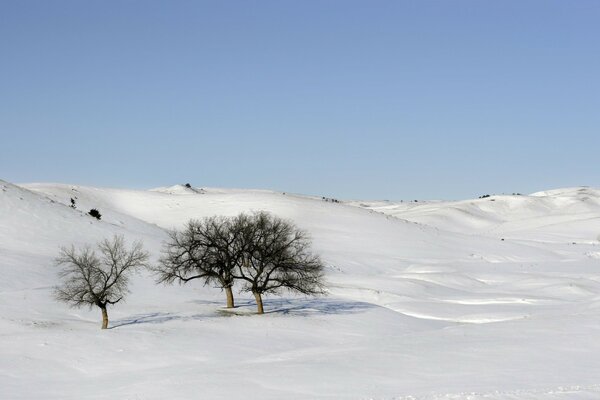 Olin trees in the endless snow-covered steppe