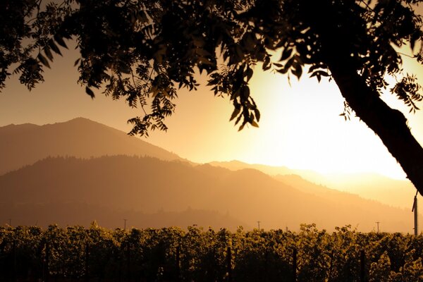 Tramonto illumina le piantagioni in montagna