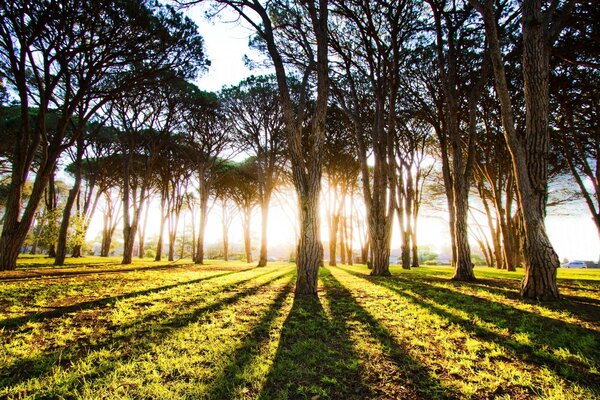 Paesaggio naturale di molti alberi