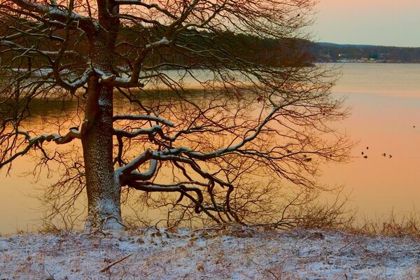 Albero sulla riva del Lago d inverno