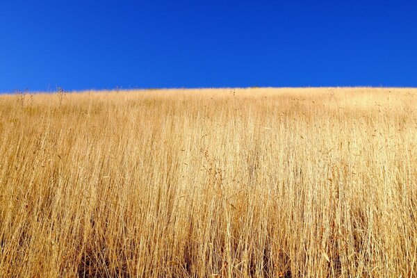 Campo di grano pronto per la raccolta