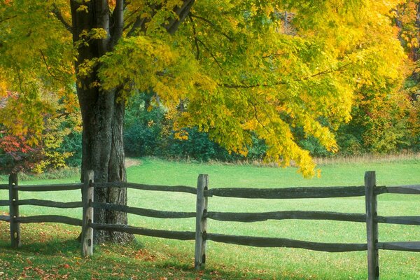 Herbstliche Landschaft. Baum an der Hecke