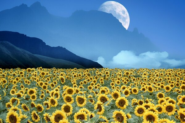 Field of sunflowers. Blue sky