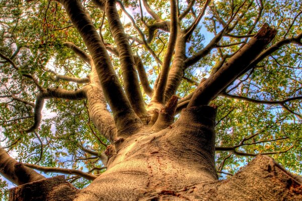 Ein riesiger und alter, verzweigter Baum von unten nach oben