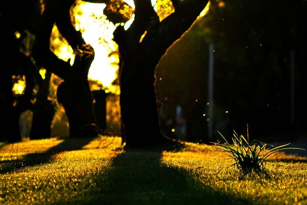 The play of shadows against the background of the night glow