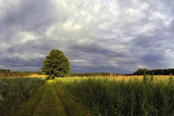 Cloudy sky field and a tree in the center