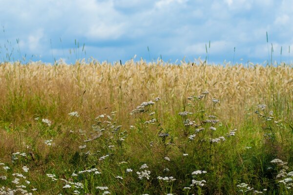 Border of wild and domestic plant crops