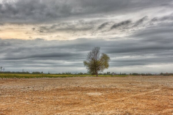 Um oásis de vida por entre um campo rochoso