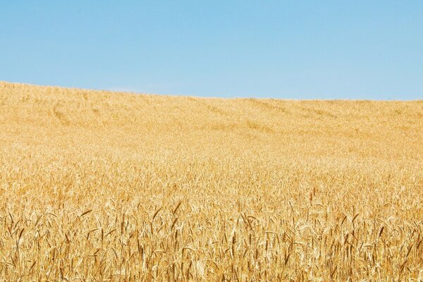 Un enorme campo en el que crece el trigo