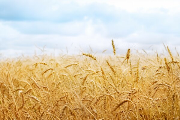 Paisagem com flocos de trigo