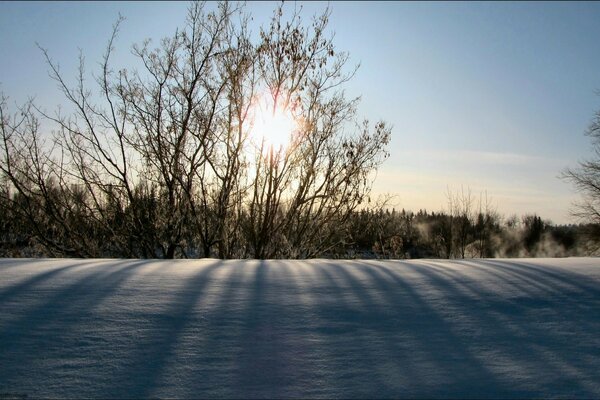 Die Wintersonne scheint durch die nackten Zweige