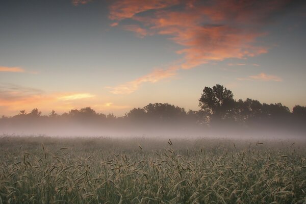 Foggy field at dawn