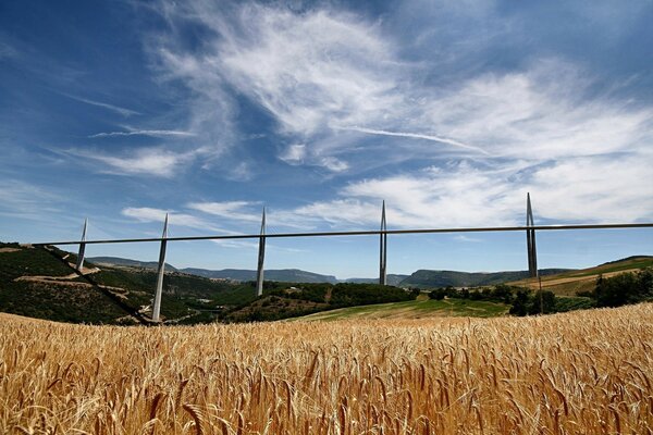 Ein Weizenfeld, das in den Himmel strebt