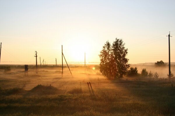 Brouillard d été sur une Prairie verte