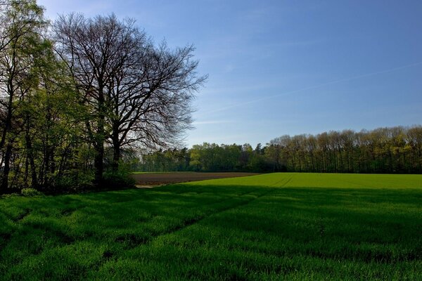 Natur, Feld, saftiges Gras umgeben von Wald