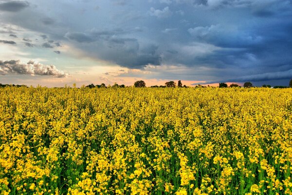 Blühendes Feld vor dem Hintergrund von Gewitterwolken