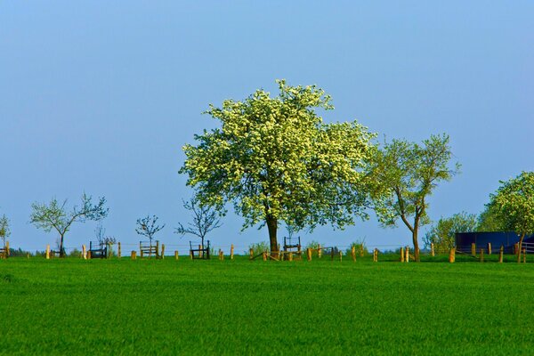 A single tree on the green grass