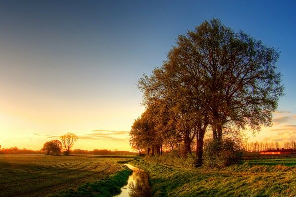 Landschaft im Morgengrauen. Baumgruppe