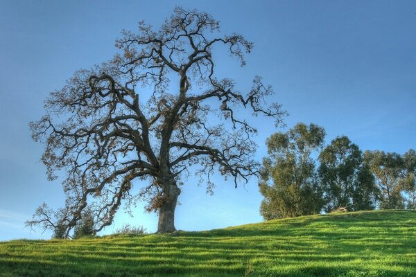 Landscape with a majestic tree