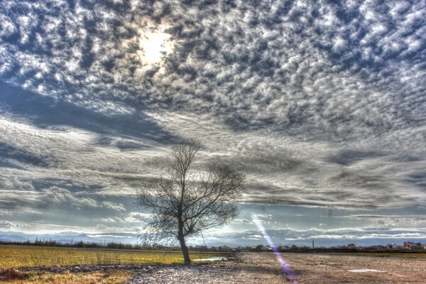 A lonely tree without leaves in a field