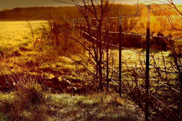 Landschaft der Herbstblüte und des Zauns