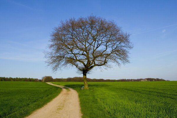 Un árbol como un vagabundo solitario que espera un compañero de viaje