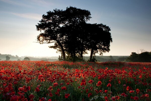 The summer meadow is strewn with flowers