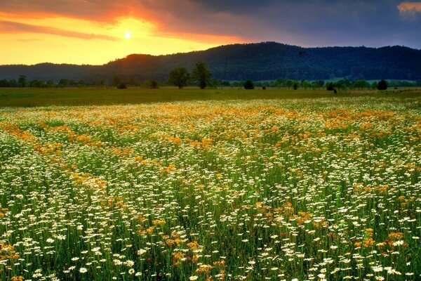 Field of daisies on the background of sunrise