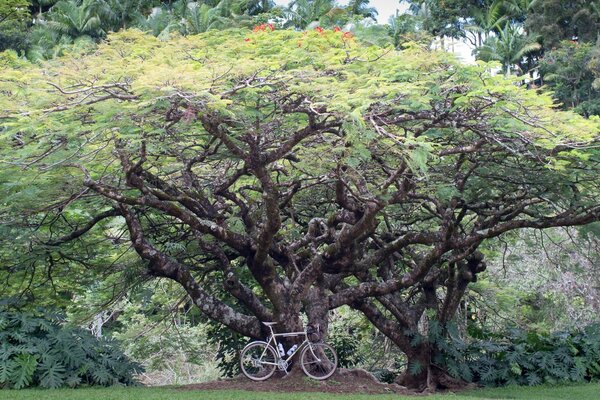 Jahrhundertealte, verzweigte hohe Bäume im Park