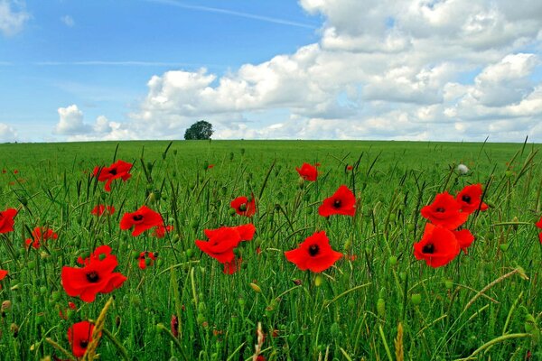 A beautifully photographed landscape with a field of flowers