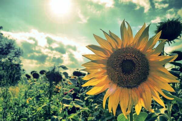 Summer landscape with sunflower