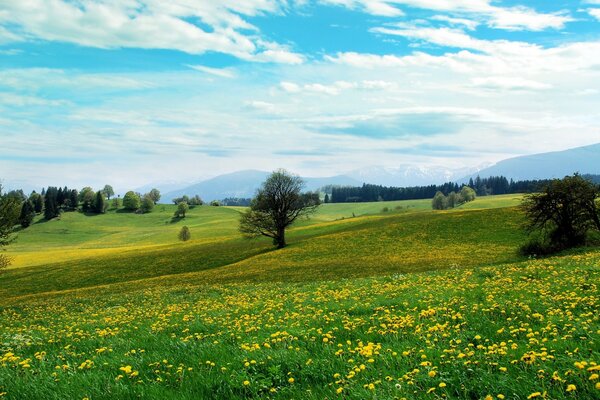 Belle après-midi d été avec un ciel bleu