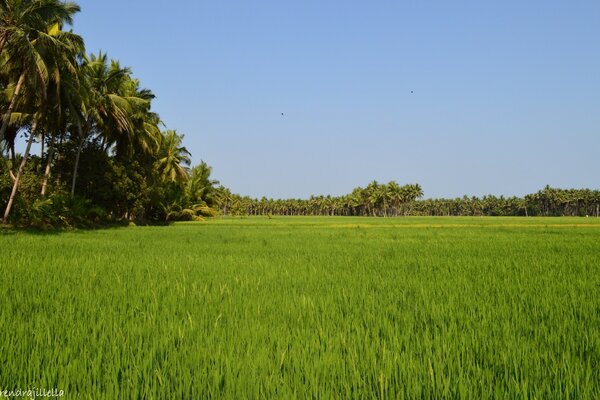 Landscape of a large rice field