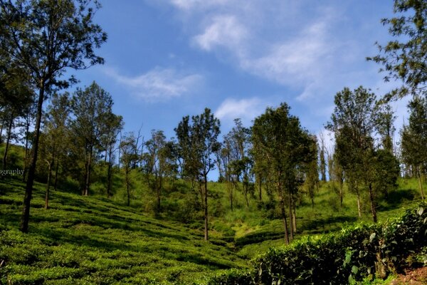 Green trees against a clear sky