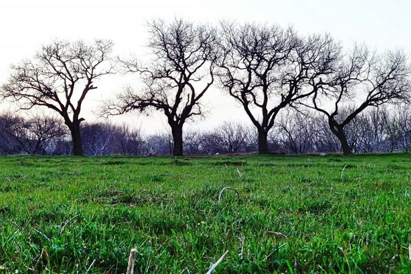 Landschaft von Bäumen und Gras am blauen Himmel