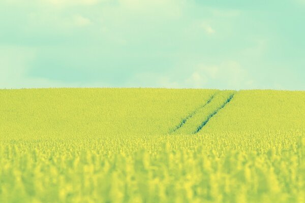 Paysage de champ Rural avec des traces