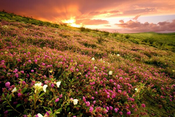 Prado de flores no fundo do céu rosa