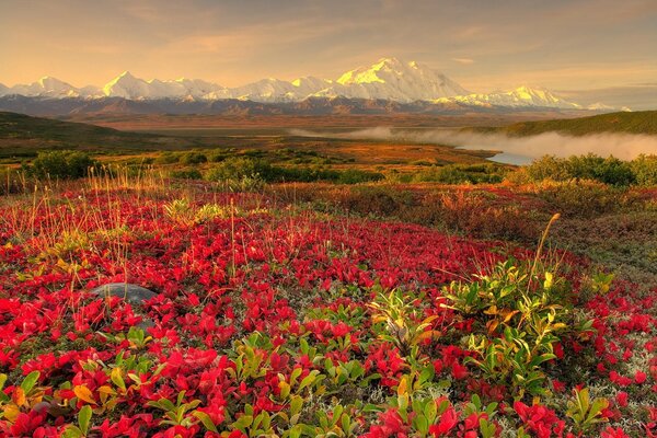 Prado de flores vermelhas no fundo das montanhas ao pôr do sol