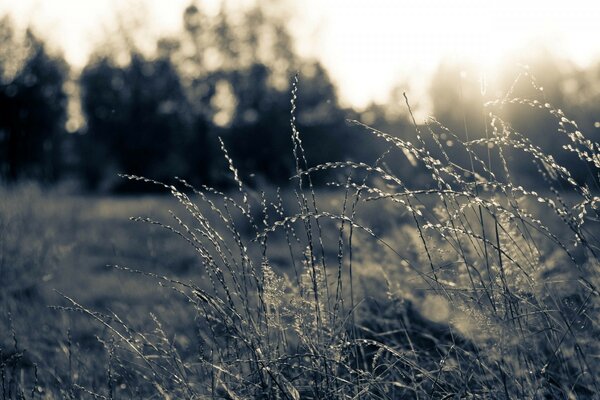 Schöne Sepia Gras vor dem Hintergrund der Sonnenstrahlen