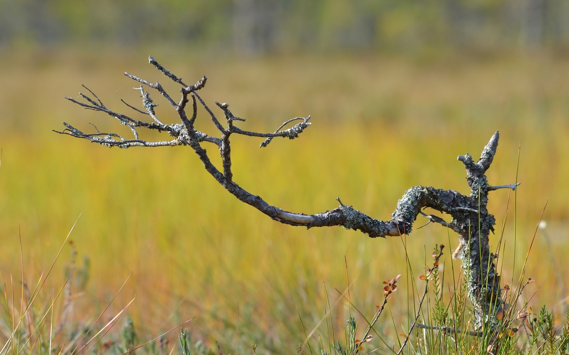 krajobrazy trawa natura na zewnątrz pole jesień krajobraz środowisko wzrost flora lato