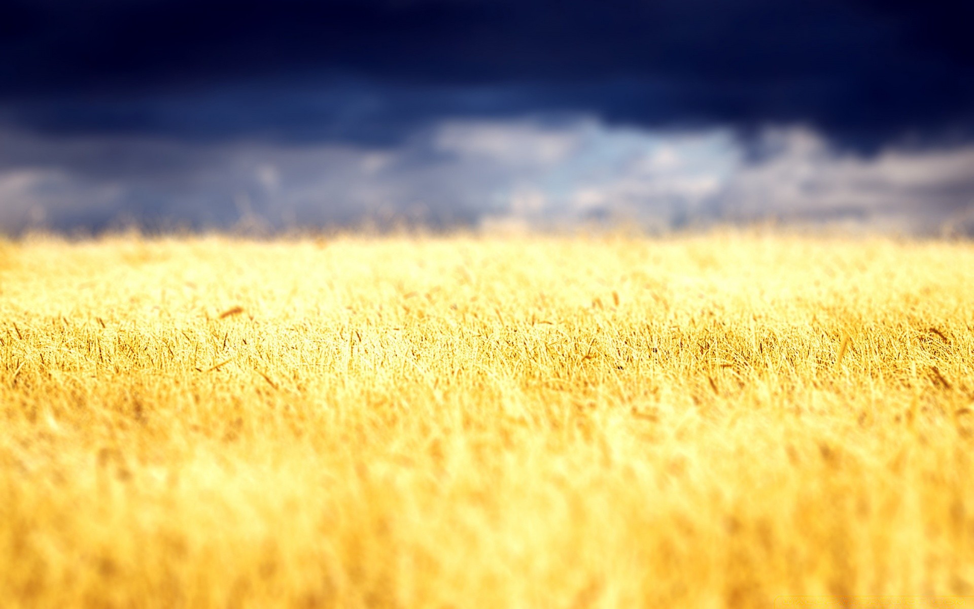 paisaje campo trigo rural granja oro sol cereales país pasto verano paja naturaleza puesta de sol paisaje maíz cosecha hierba escritorio campo heno