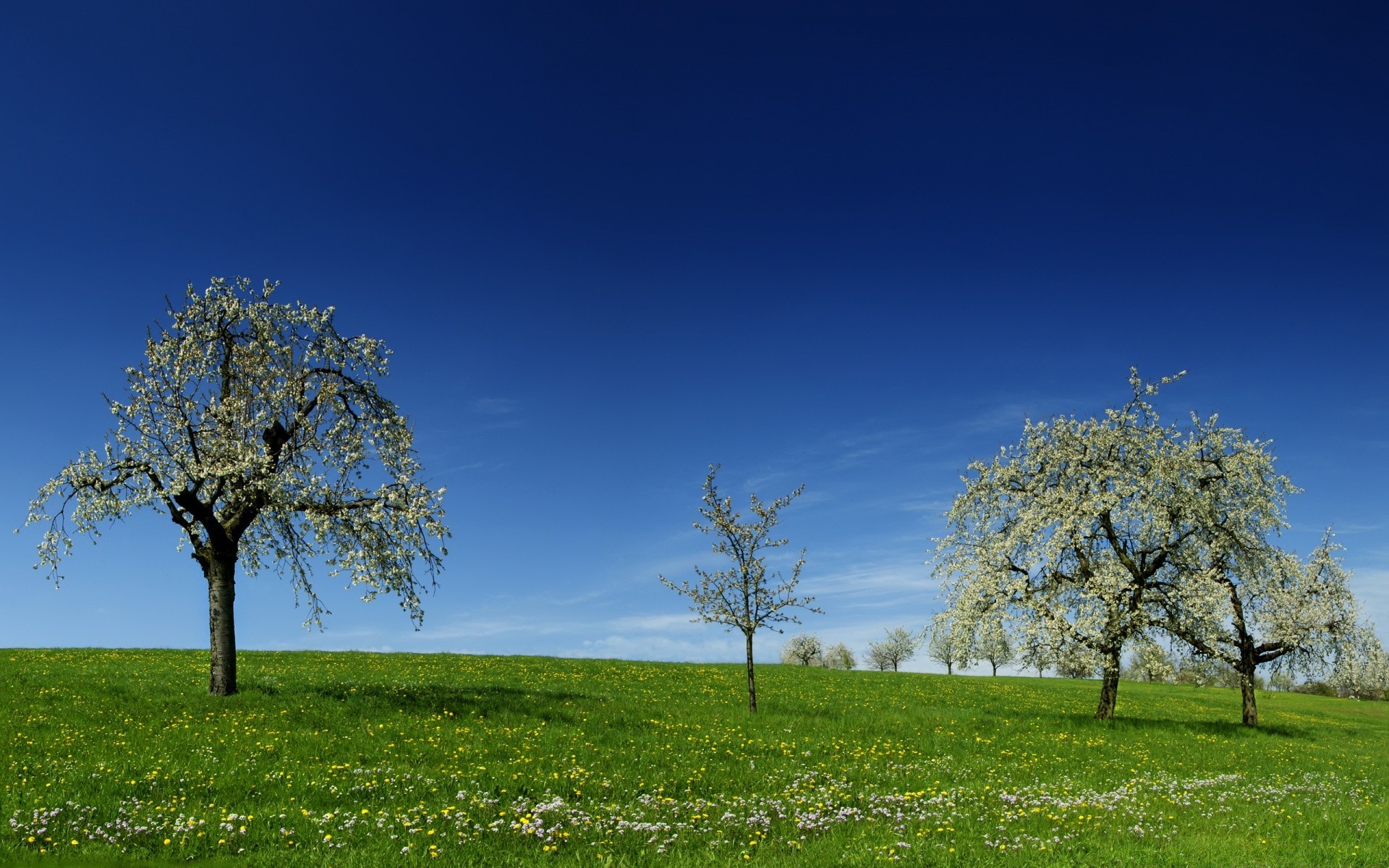 landscapes tree landscape nature grass countryside rural alone dawn leaf sun outdoors fair weather sky branch growth bright idyllic field apple tree